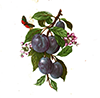 Fruit plums with small butterfly